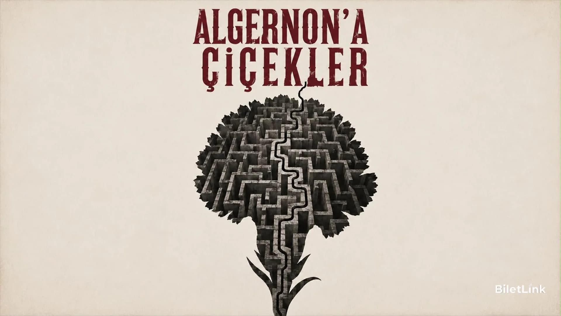 Algernona Çiçekler