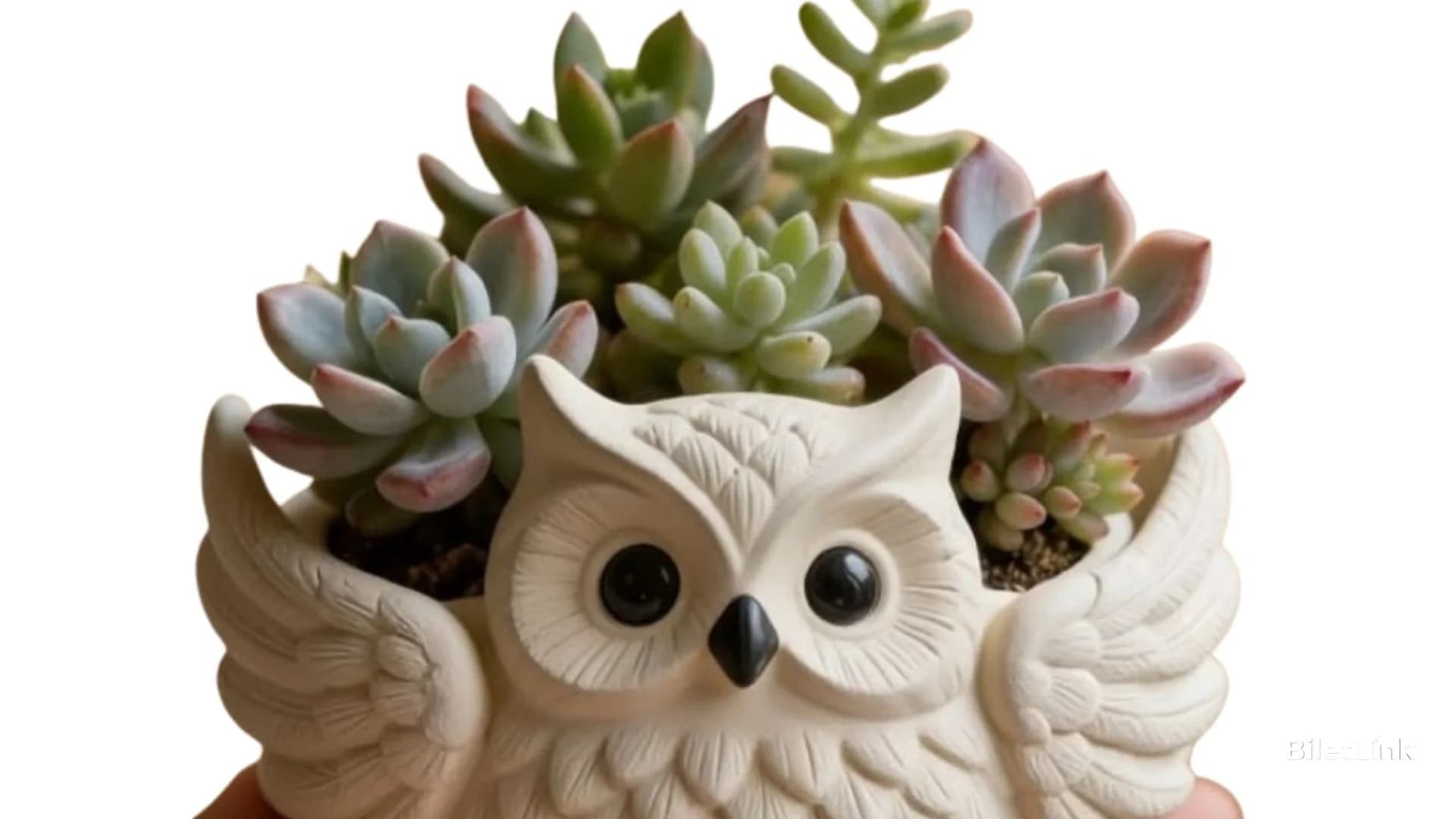 Heykel - Hedwig