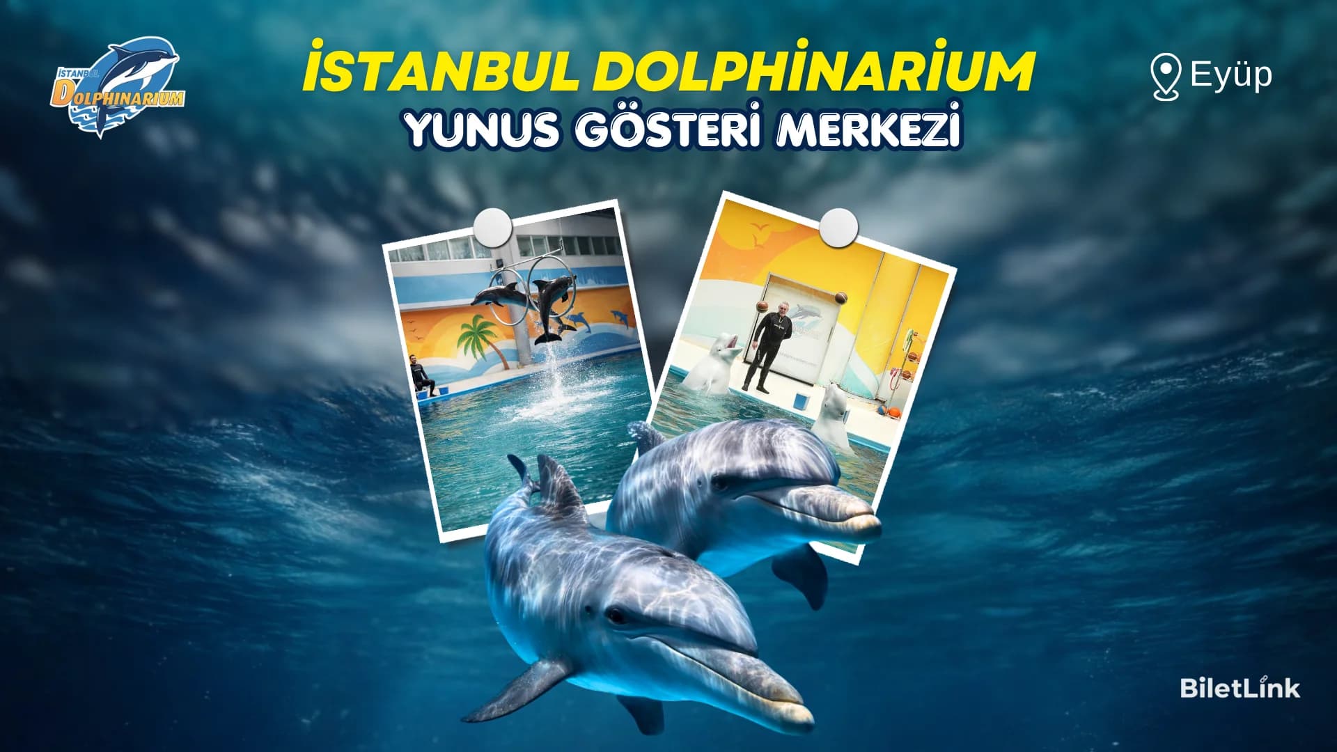 İstanbul Dolphinarium Yunus Gösterileri